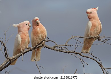 Pink or Major Mitchell's Cockatoo - Shutterstock ID 2183816973