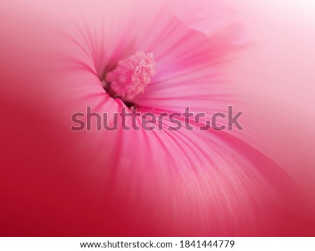 Similar – pretty in pink Farbfoto