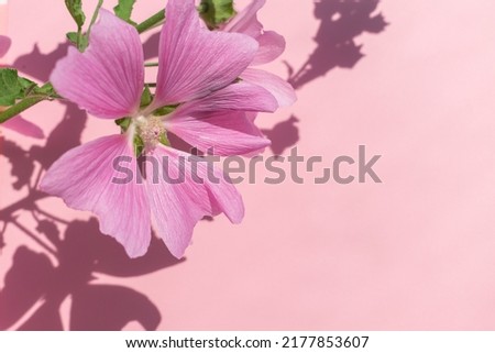 Pink mallow on a pink background. Floral card. Flower close-up. Place for text.
