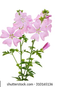 Pink Malva Moschata  Musk Mallow Flower Isolated On White Background