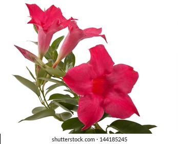 Mandevilla Flowers Images Stock Photos Vectors Shutterstock