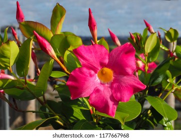 Mandevilla Images Stock Photos Vectors Shutterstock