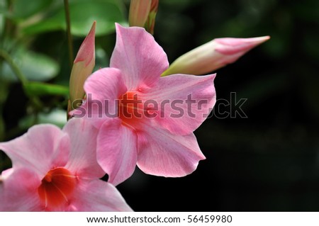 pink Mandevilla flowers and bud in garden