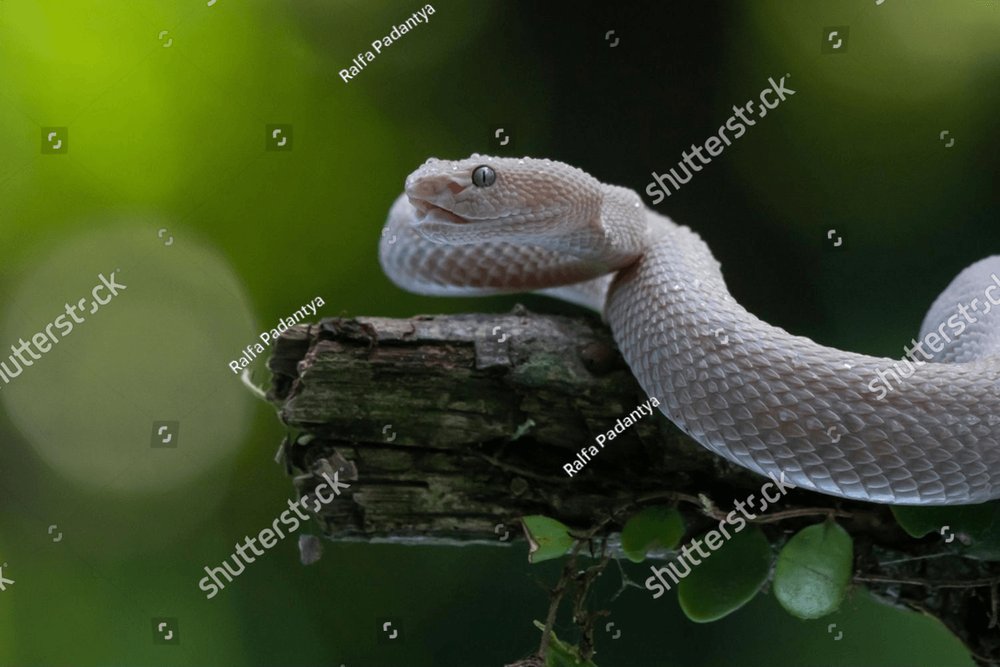 Pink mangrove pit viper Trimeresurus purpureomaculatus on defensive ...