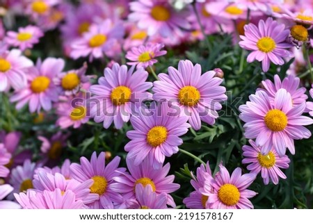 Pink Marguerite daisy - Latin name - Argyranthemum frutescens