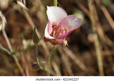 Pink Mariposa Lilly, California