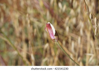 Pink Mariposa Lilly, California