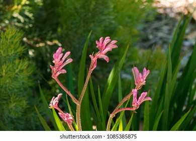 Pink mauve flower of Kangaroo Paw with blurred background, endemic to Western Australia