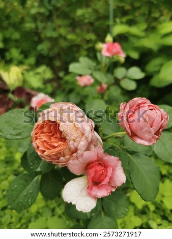 Similar – Image, Stock Photo Strongly fragrant inflorescence of a hybrid freesia, Iridaceae