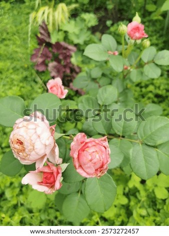 Similar – Image, Stock Photo Strongly fragrant inflorescence of a hybrid freesia, Iridaceae