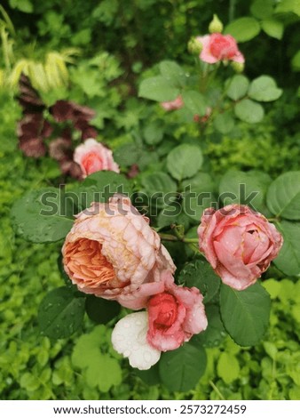 Similar – Image, Stock Photo Strongly fragrant inflorescence of a hybrid freesia, Iridaceae