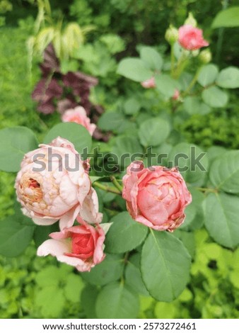 Similar – Image, Stock Photo Strongly fragrant inflorescence of a hybrid freesia, Iridaceae