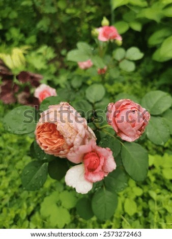 Similar – Image, Stock Photo Strongly fragrant inflorescence of a hybrid freesia, Iridaceae