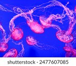 The pink Medusa jellyfish has a very painful sting, this jellyfish was photographed at Sea life Bangkok ocean world