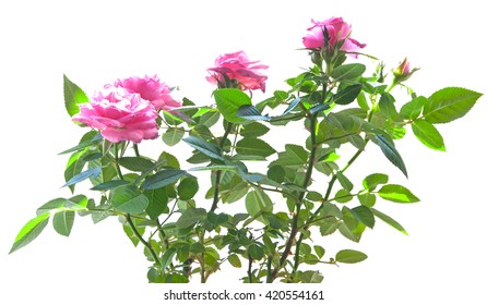 Pink Mini Rose Bush Isolated On White Background