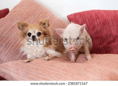 pink miniature pig and chihuahua on the sofa in an house