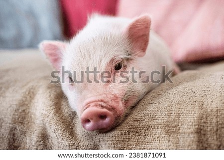 pink miniature pig on the sofa in an house