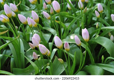 Pink Miscellaneous candia tulips (Tulipa saxatilis) bloom in a garden in April - Shutterstock ID 2206922415