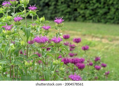 Pink Monarda Flowers. Bergamot Herb, American Lemon Balm, Indian Nettle, Oregon Tea, Bee Balm, Horse Mint.