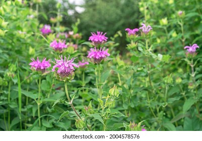 Pink Monarda Flowers. Bergamot Herb, American Lemon Balm, Indian Nettle, Oregon Tea, Bee Balm, Horse Mint.