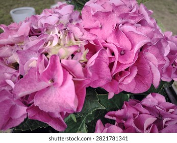 The pink mophead hydrangea in full bloom