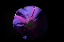 Pink Morning Glory On A Black Background.