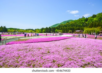 Pink Moss in Famous Scenic Japanese Mountain
