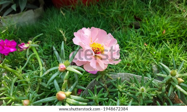 Pink Moss rose flowers with green\
background . Portulaca grandiflora tree with flower.\

