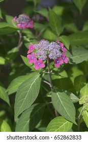 Pink mountain hydrangea