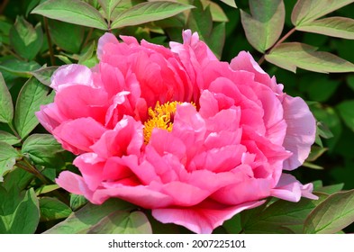 Pink Moutan Peony Blossom In Spring