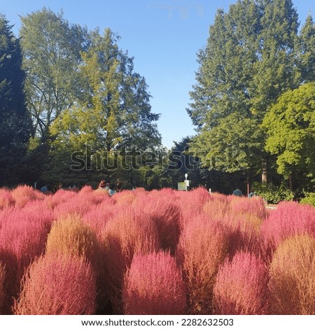 pink muhly in korea outdorrs