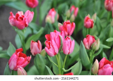 Pink multi-flowered Triumph tulips (Tulipa) Nexus bloom in a garden in April - Shutterstock ID 2161144271