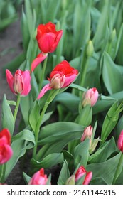 Pink multi-flowered Triumph tulips (Tulipa) Nexus bloom in a garden in April - Shutterstock ID 2161144315