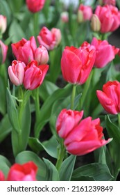 Pink multi-flowered Triumph tulips (Tulipa) Nexus bloom in a garden in April - Shutterstock ID 2161239849