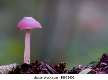 Pink Mushroom