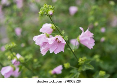 Pink Musk Mallow In Garden