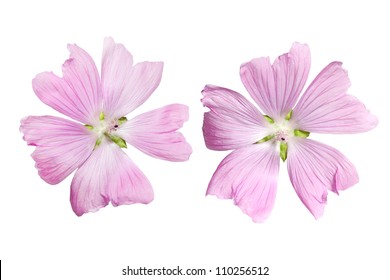 Pink Musk Mallow Malva Moschata Flower Isolated On White