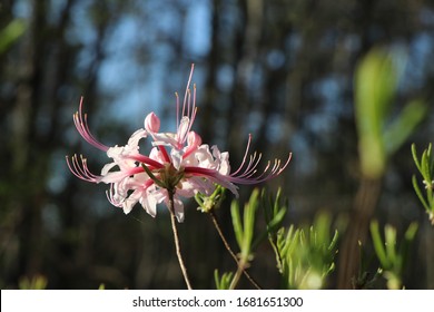 Pink Native Azalea Found In The Woodlands Of Alabama. 