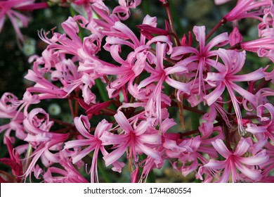 Nerine 图片 库存照片和矢量图 Shutterstock