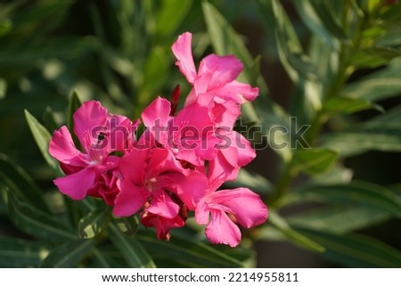 Pink Nerium oleander or dogbane flowers