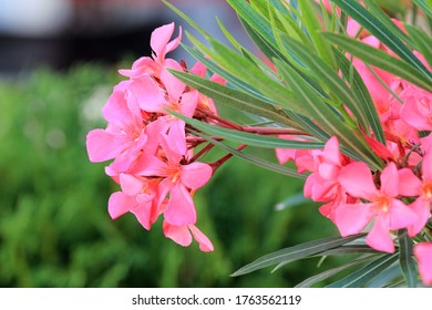 Pink Nerium Oleander Flowers In The Garden