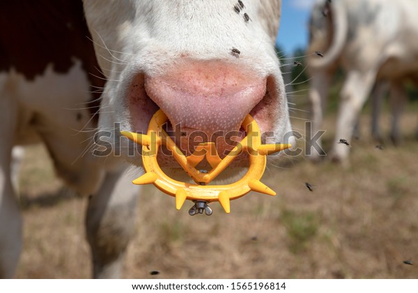 Pink nose of a cow with spiked\
nose ring, a maverick calf weaning ring of bright yellow\
plastic.