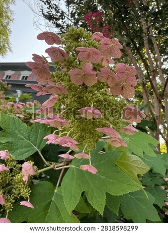  Pink Oakleaf Hydrangea Blooming bright im the sunlight