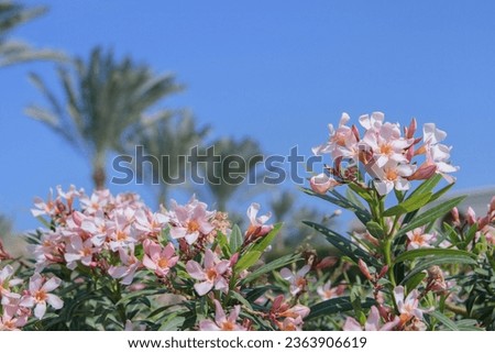 Pink oleander blossoms (Nerium oleander) in a tropical garden. Focus on the right side.