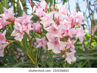 Pink Oleander Flower In The Garden