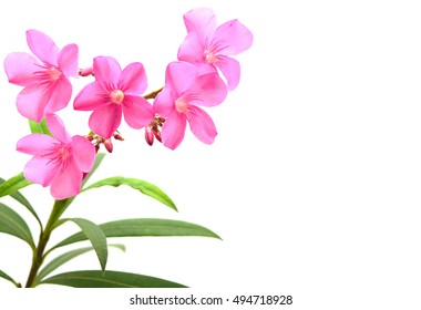 Laurier Rose Fleur Images Stock Photos Vectors Shutterstock