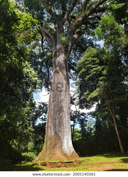 The pink jequitibá - is one of the tallest\
trees in Brazil, being the largest in the Atlantic Forest. It\'s\
more than 42 meters. The trunk is 11.9 meters in circumference.\
Jequitiba, pink jequitiba