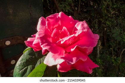 Pink Open Rose On The Sunlight, In A Garden. A Golden Bell Is Behind It, And A Wooden Gate. A Romantic Scene.