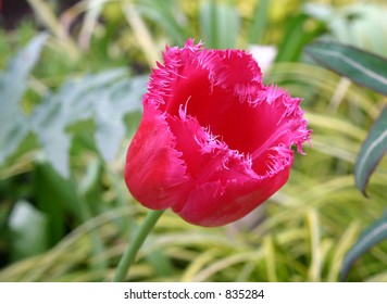 Pink open tulip