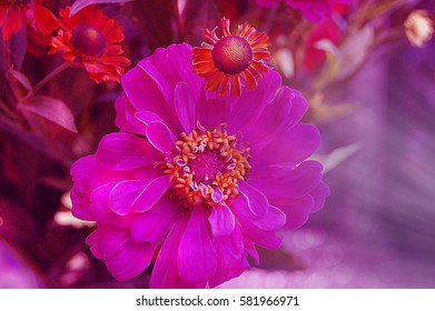 Pink and orange garden summer flowers 